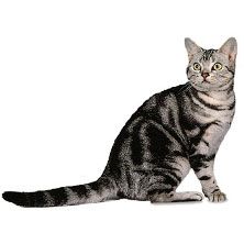 Порода Кошек Американская Короткошерстная Фото