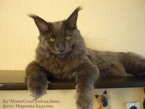 Что известно об огромном коте из России?
