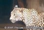 Встречи с переднеазиатским леопардом