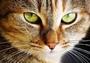 Почему у кошек вертикальные зрачки