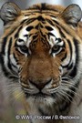 Будущее амурского тигра