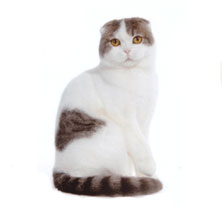 Скоттиш-фолд или шотландская вислоухая порода кошек (Scottish Fold)