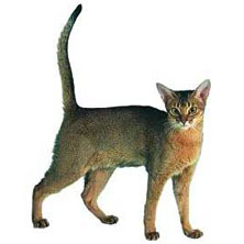 Абиссинская порода кошек (Abyssinian)