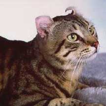 Порода кошек американский кёрл (American curl)