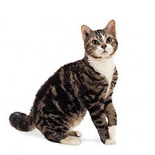 Американская жесткошерстная порода кошек (American Wirehair)