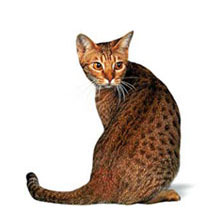 Бенгальская порода кошек (Bengal)