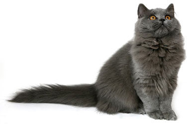 Британская длинношерстная порода кошек (British Longhair) 