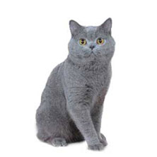 Британская короткошерстная (British Shorthair) порода кошек