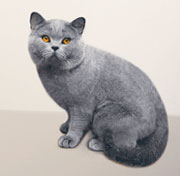 Британская короткошерстная (British Shorthair) порода кошек