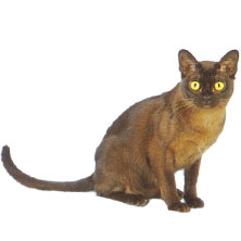 Бурманская (Burmese) порода кошек
