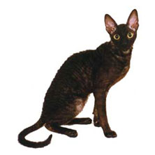 Порода кошек Корниш рекс (Cornish Rex)