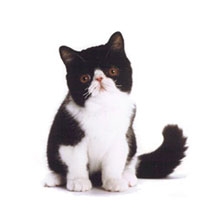 Экзотическая короткошерстная порода кошек (Exotic Shorthair)