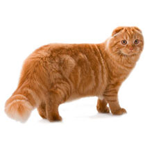 Порода кошек Хайленд-фолд (Highland fold)