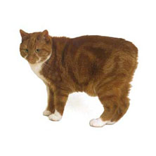 Мэнская порода кошек (Мэнкс, Manx) 
