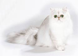 Персидская кошка (Persian cat) - История породы