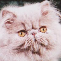 Персидские кошки - описание породы, уход за персами