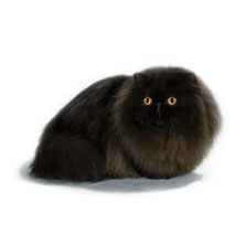 Персидская порода кошек (Persian cat)