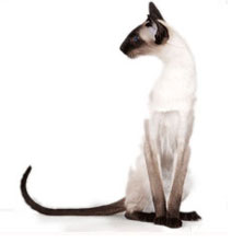 Сиамская (Siamese) порода кошек
