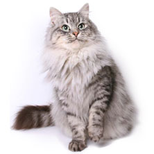 Сибирская порода кошек (Siberian cat)
