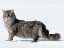 Сибирская порода кошек (Siberian cat)