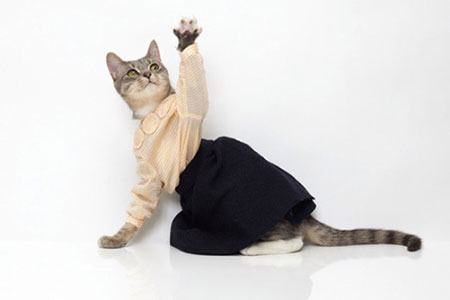 Купить одежду коту с примеркой в интернет-зоомагазине | Интернет магазин ГиперЗоо