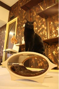 elegant accessories and stylish furniture for cats 