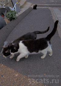 кошки - главные герои рекламной компании по привлечению туристов на остров Таширо