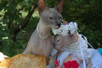 Свадебная церемония для кошек