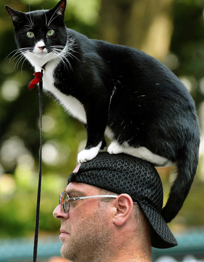 Человек из Нью-Йорка гуляет с котом на голове