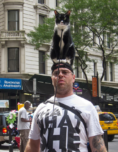 Человек из Нью-Йорка гуляет с котом на голове