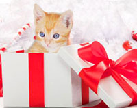 Усатый-полосатый подарок. Можно ли дарить котят на Новый год?