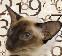 Нумерология для кошек. Число клички