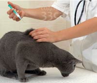 Вакцинация кошки, прививки