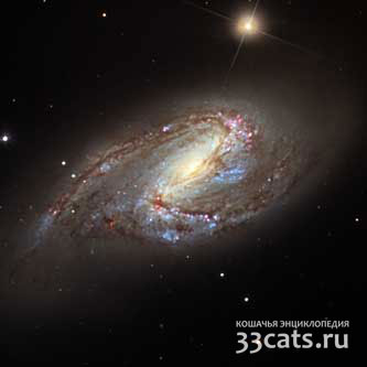 Cпиральная галактика NGC 3627 в созвездии Льва