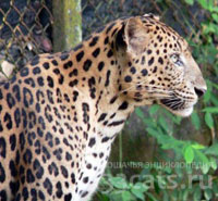 Индокитайский леопард (Panthera pardus delacouri)
