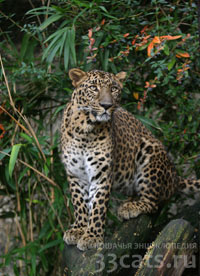 Индийский леопард (Panthera pardus fusca)
