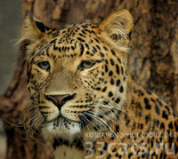 Севернокитайский леопард (Panthera pardus japonensis)
