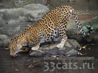 Яванский леопард (Panthera pardus melas)