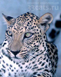 Аравийский леопард (Panthera pardus nimr)