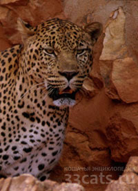 Африканский леопард (Panthera pardus pardus)