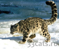 Снежный брас (ирбис) исчезающий вид великолепной дикой кошки