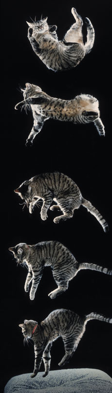 Падающая кошка - техника разворота и приземления на лапы