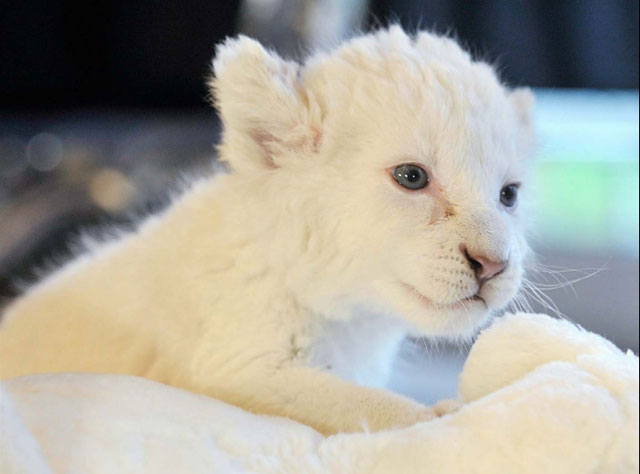 Детешныш белого льва