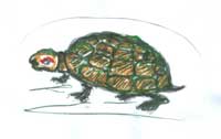 черепаха Тася