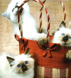 Кошки в сумке