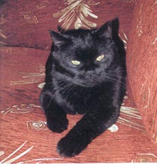 Роберт - большой, спокойный, важный кот британской породы