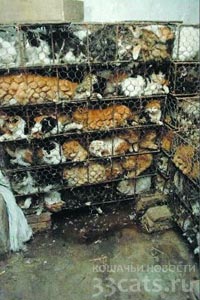800 ворованных кошек спасли от съедения в китайских ресторанах
