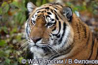 Амурский тигр - самая крупная и красивая кошка планеты
