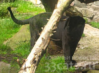 Черная пантера в бельгийских Арденнах