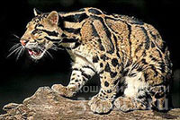 Дымчатый леопард с острова Борнео